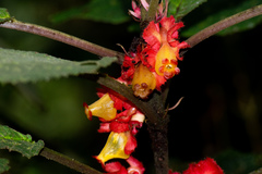 Drymonia teuscheri