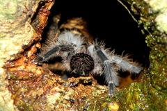 Lasiodora subcanens