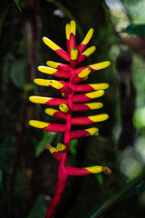 Guzmania sprucei
