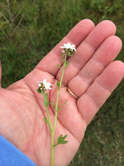 Plagiobothrys nothofulvus