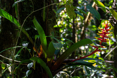 Guzmania sprucei