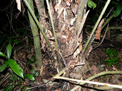 Astrocaryum aculeatum