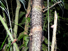 Astrocaryum aculeatum