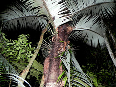 Astrocaryum aculeatum