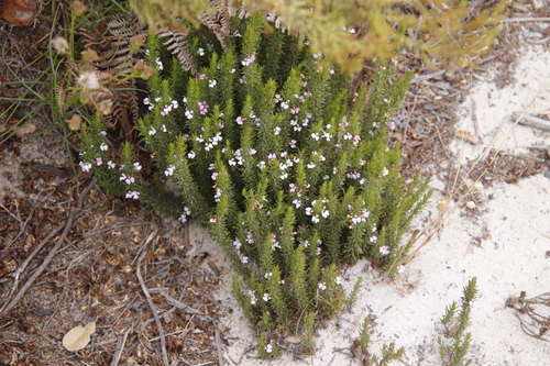 Image of Muraltia saturejoides by (c) Tony Rebelo, some rights reserved (CC BY-SA)
