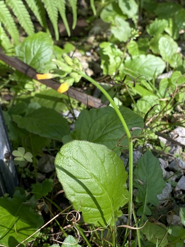 Youngia japonica image