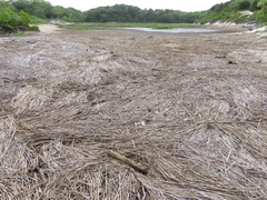 Armadilloniscus ellipticus