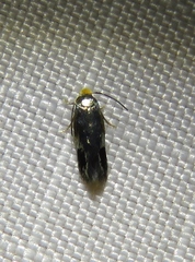 Nepticuloidea