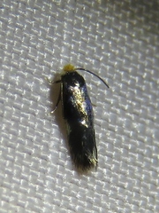 Nepticuloidea