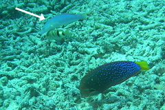 Hologymnosus doliatus