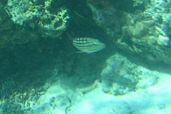 Lutjanus decussatus
