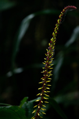 Pitcairnia multiflora