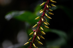 Pitcairnia multiflora