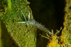 Caloria elegans