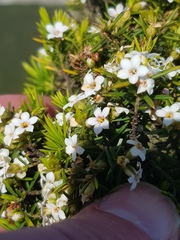 Coleonema pulchellum