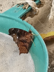 Hypanartia kefersteini