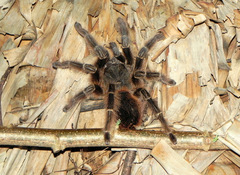 Lasiodora subcanens