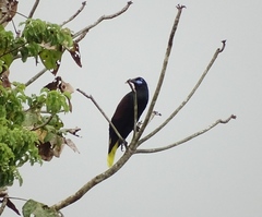 Psarocolius guatimozinus