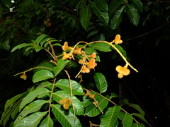 Cupania scrobiculata