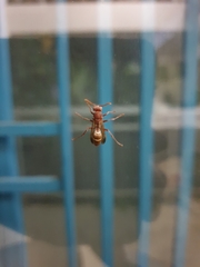 Polistes africanus
