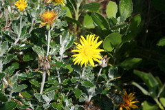 Berkheya coriacea