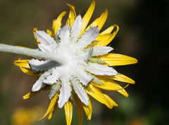 Berkheya coriacea