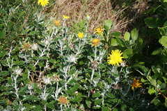 Berkheya coriacea