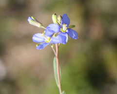 Heliophila linearis linearis