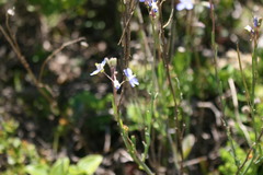 Heliophila linearis linearis