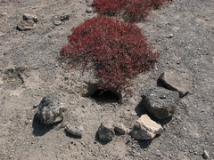 Sesuvium edmonstonei