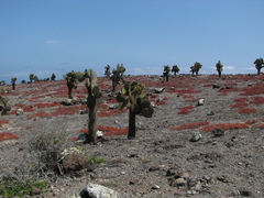 Sesuvium edmonstonei