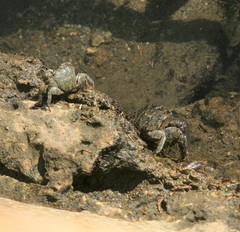 Grapsus tenuicrustatus