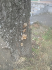 Trametes ochracea