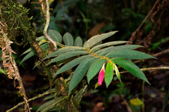 Columnea ferruginea