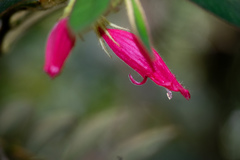 Columnea ferruginea