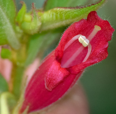 Columnea ferruginea