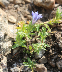 Gentiana septemfida grossheimii