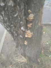 Trametes ochracea