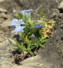 Gentiana septemfida grossheimii