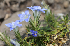 Gentiana septemfida grossheimii