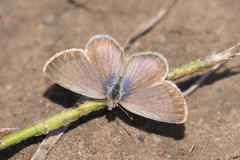 Zizeeria knysna