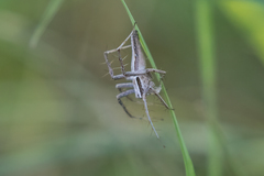 Oxyopes jacksoni
