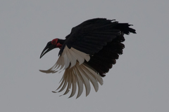 Southern Ground-Hornbill photo 6