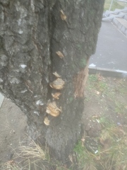 Trametes ochracea