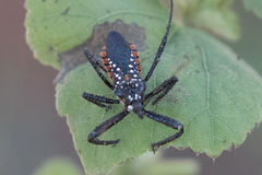 Rhynocoris albopunctatus