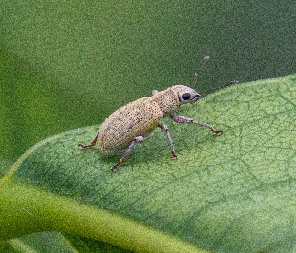 Plectrophoroides lutra