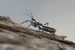 Rhynocoris albopunctatus
