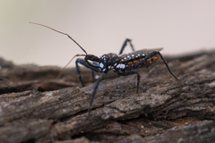 Rhynocoris albopunctatus