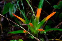 Guzmania nidularioides
