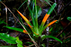 Guzmania nidularioides